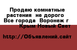 Продаю комнатные растения  не дорого - Все города, Воронеж г.  »    . Крым,Новый Свет